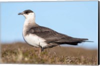 Arctic Skua Great Britain, Scotland, Shetland Islands Fine Art Print