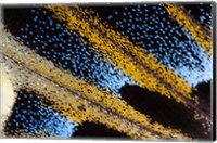 Close-Up Detail Wing Pattern Of Tropical Butterfly Fine Art Print