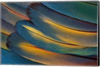 Scarlet Macaw Wing Feathers Fan Design Fine Art Print