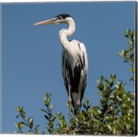 Brazil, Pantanal, Cocoi Heron Fine Art Print