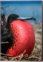 Magnificent Frigatebird Male With Pouch Inflated, Galapagos Islands, Ecuador Fine Art Print