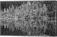 Alaska, Inside Passage, Reflecting Trees Fine Art Print