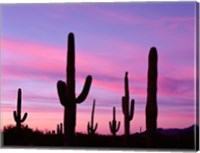 Arizona, Saguaro Cacti Silhouetted By Sunset, Ajo Mountain Loop Fine Art Print