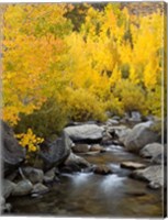 California, Eastern Sierra Bishop Creek During Autumn Fine Art Print