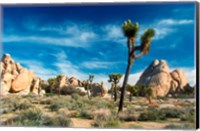 Joshua Trees With Granite Rocks Fine Art Print