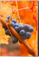 Dew Covered Grapes In Napa Valley Fine Art Print