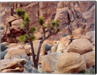 Lone Joshua Trees Growing In Boulders, Hidden Valley, California Fine Art Print