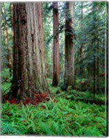 Prairie Creek Redwoods Sp, California Fine Art Print