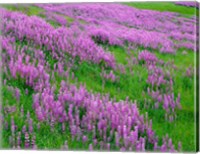 Spring Lupine Meadow In The Bald Hills, California Fine Art Print