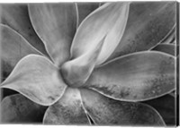 California, Del Mar Succulents (BW) Fine Art Print