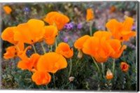 Golden California Poppies In Antelope Valley Fine Art Print