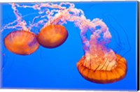 Three Sea Nettles At The Monterey Bay Aquarium Fine Art Print