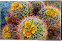 Barrel Cactus In Bloom Fine Art Print