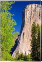 Morning Light On El Capitan Fine Art Print