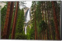 Yosemite Falls Through A Forest Fine Art Print