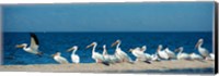 Panoramic Pelicans On The Shore Of The Salton Sea Fine Art Print