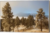 Frost On Ponderosa Pine Trees Of The Pike National Forest Fine Art Print