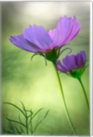 Close-Up Of Purple Cosmos Flowers Fine Art Print