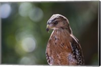 Portrait Of A Perched Hawk Fine Art Print