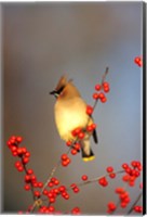 Cedar Waxwing In Common Winterberry, Marion, IL Fine Art Print