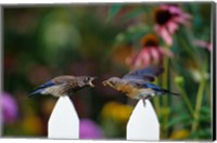 Eastern Bluebird Feeding Fledgling  A Worm, Marion, IL Fine Art Print