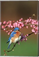 Eastern Bluebird N Redbud Tree In Spring, Illinois Fine Art Print