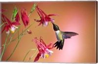Ruby-Throated Hummingbird On Crimson Star Columbine Fine Art Print