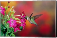Ruby-Throated Hummingbird At Hummingbird Rose Pink Nicotiana Fine Art Print