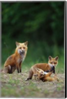 Red Fox Adults With Kit Fine Art Print