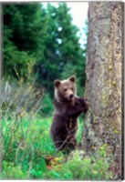 Grizzly Bear Cub Leaning Against A Tree Fine Art Print