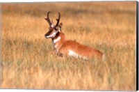 An Antelope Lying Down In A Grassy Field Fine Art Print