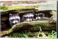 Three Young Raccoons In A Hollow Log Fine Art Print
