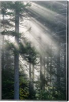Sun Rays Shining Through Foggy Pine Trees Fine Art Print
