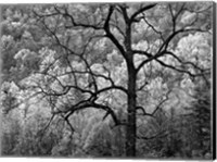 Tree Caught In Dawn's Early Light, North Carolina (BW) Fine Art Print