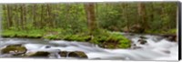 Panoramic Of Straight Fork Creek In Spring, North Carolina Fine Art Print