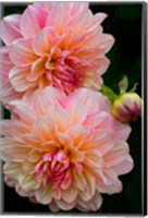 Close-Up Of Pink Dahlia Flowers Fine Art Print