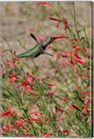 Hummingbird In The Bloom Of A Salvia Flower Fine Art Print