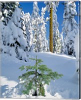 Scenic Of New Snow On Forest, Oregon Fine Art Print