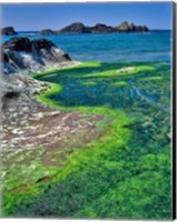 Rock Formations And Algae At Seal Rock, Oregon Fine Art Print