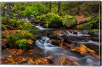 Autumn Color Along Starvation Creek Falls In, Oregon Fine Art Print