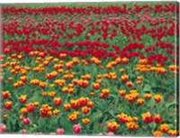 Field Of Colorful Tulips In Spring, Willamette Valley, Oregon Fine Art Print