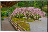 Weeping Cherry Tree, Portland Japanese Garden, Oregon Fine Art Print