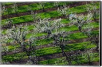 Rows Of Orchard Trees, Oregon Fine Art Print