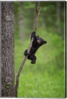 Black Bear Cub Playing On A Tree Limb Fine Art Print