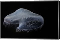 Moon Jellyfish In Aquarium Fine Art Print