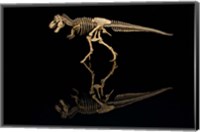 T-Rex Skeleton Replica Reflection Fine Art Print