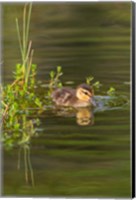 Mottled Duckling In A Pond Fine Art Print