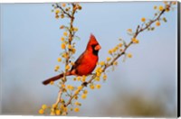 Northern Cardinal Perched In A Blooming Huisache Tree Fine Art Print