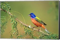 Painted Bunting Perched Fine Art Print