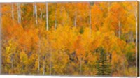 Autumn Forest Landscape Of The Manti-La Sal National Forest, Utah Fine Art Print